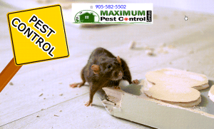 Maximum pest control services (905) 582-5502