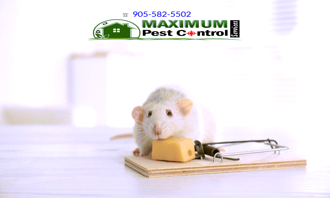 mice control services