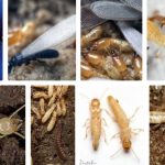 How to Identify Different Termite Species