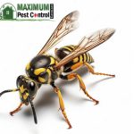 wasp control services