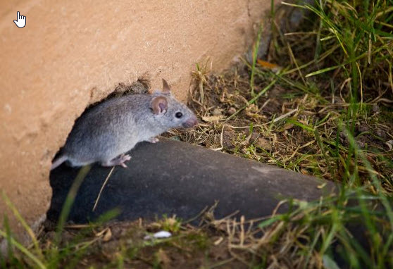 mice exterior access