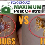 Fleas and Bedbugs