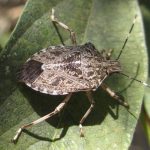 Stink Bugs