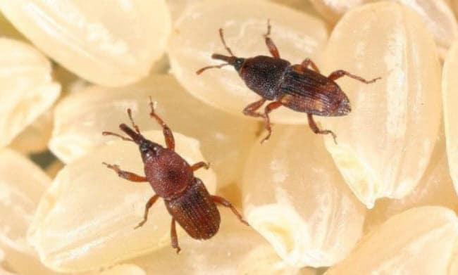 Effective Pantry Pest Solutions to Keep Your Kitchen Safe - Maximum ...