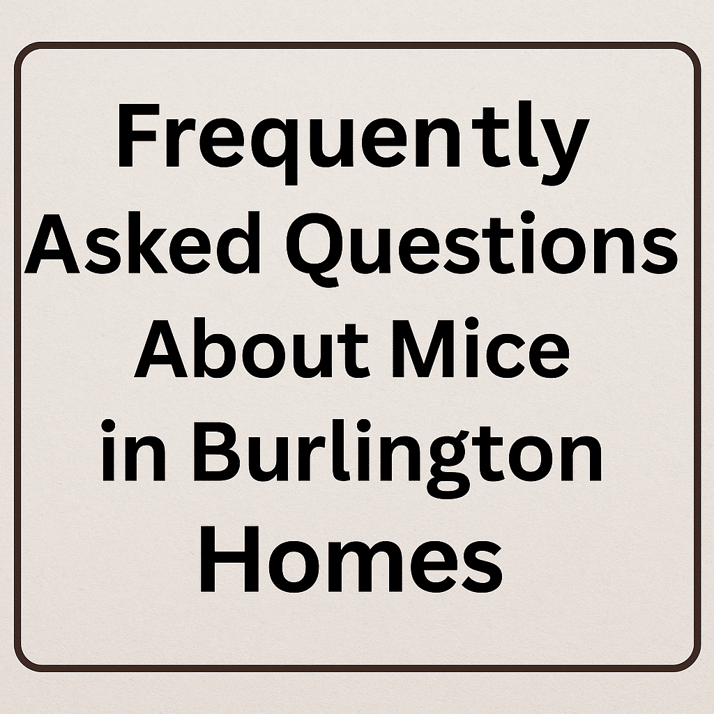 Frequently Asked Questions About Mice in Burlington Homes