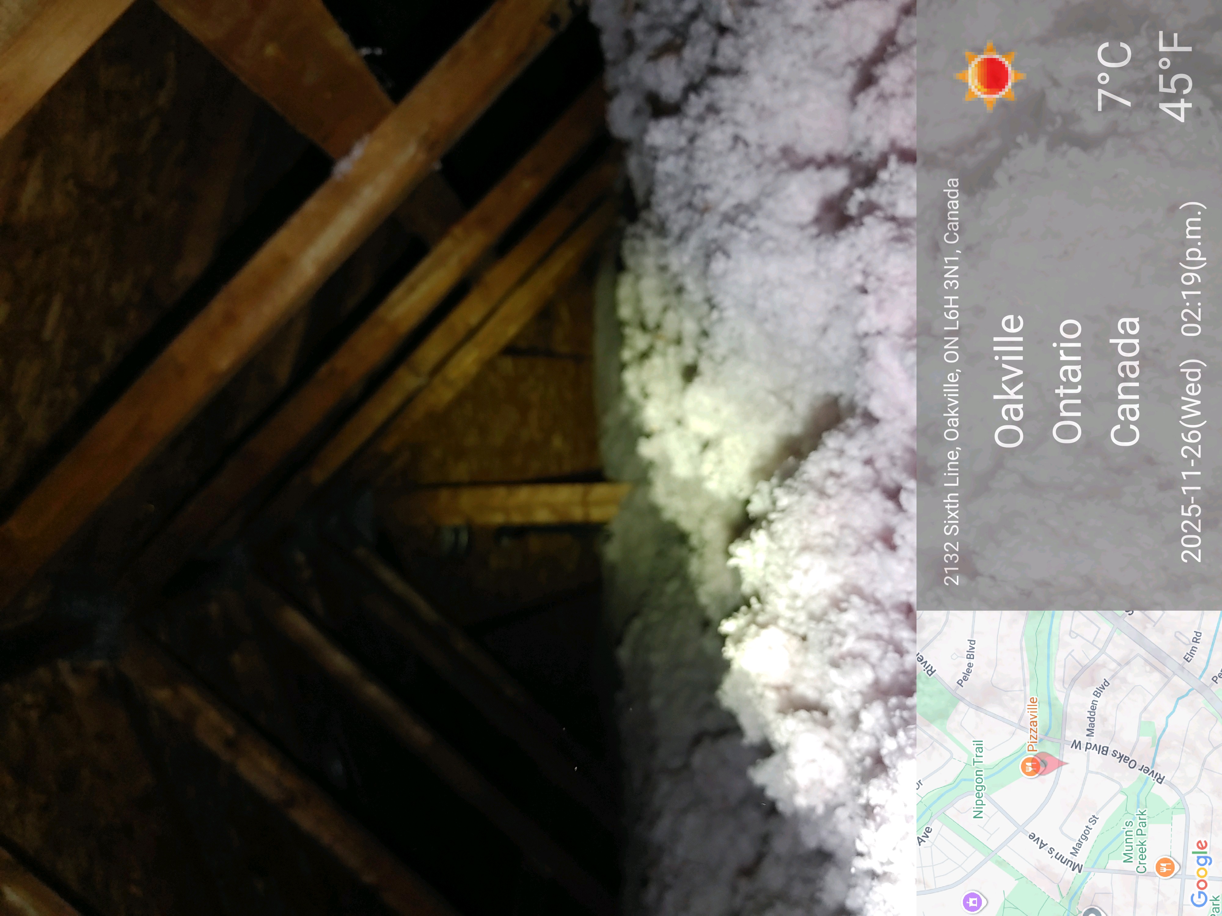 Mice inside the attic