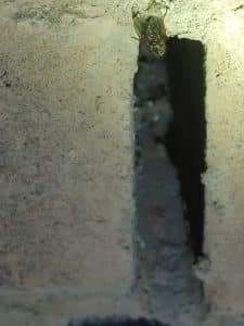 open weep hole for mice to access inside the house