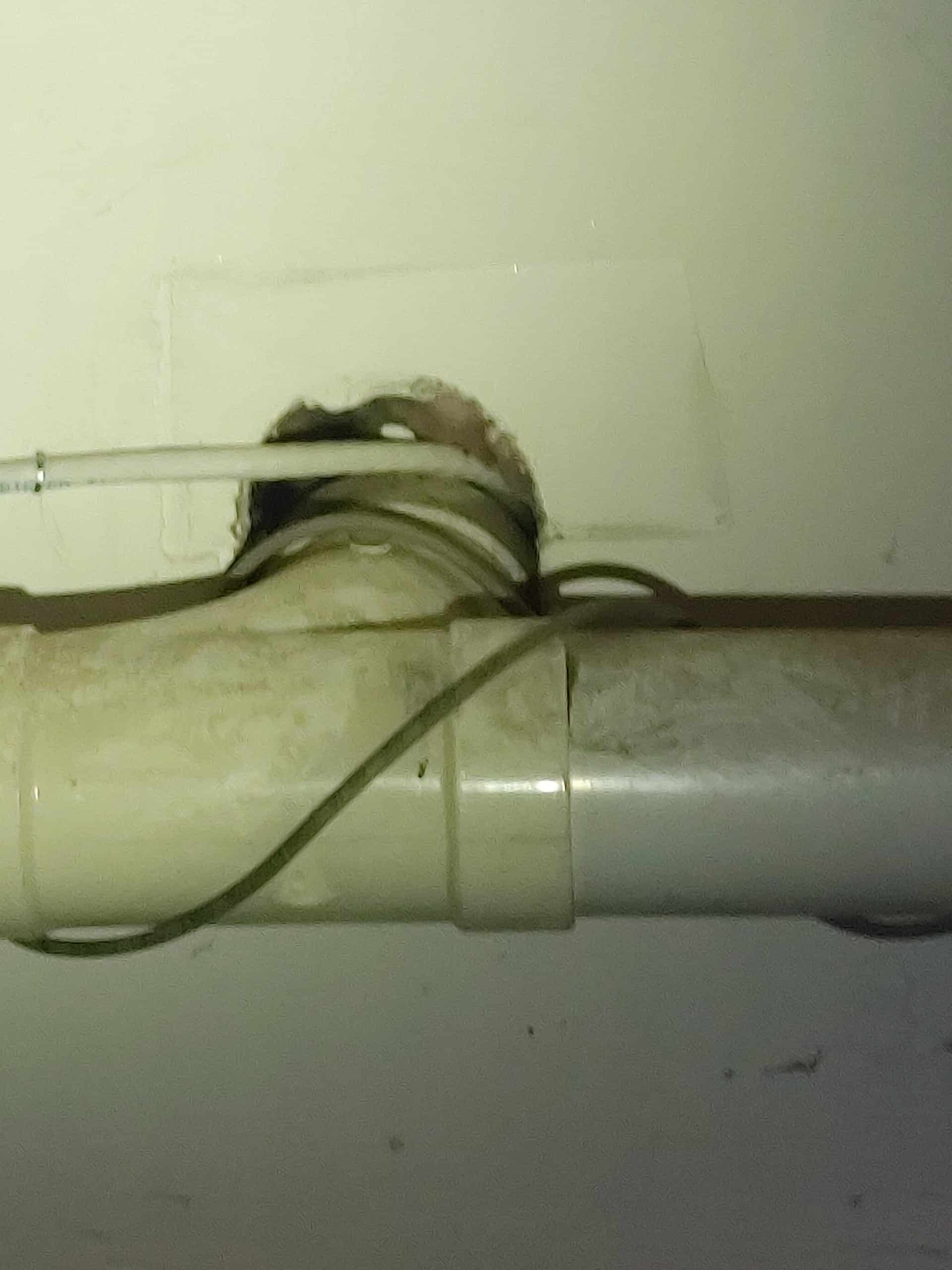 Mice enter from foundation holes