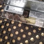 Mice in the kitchen Prevention