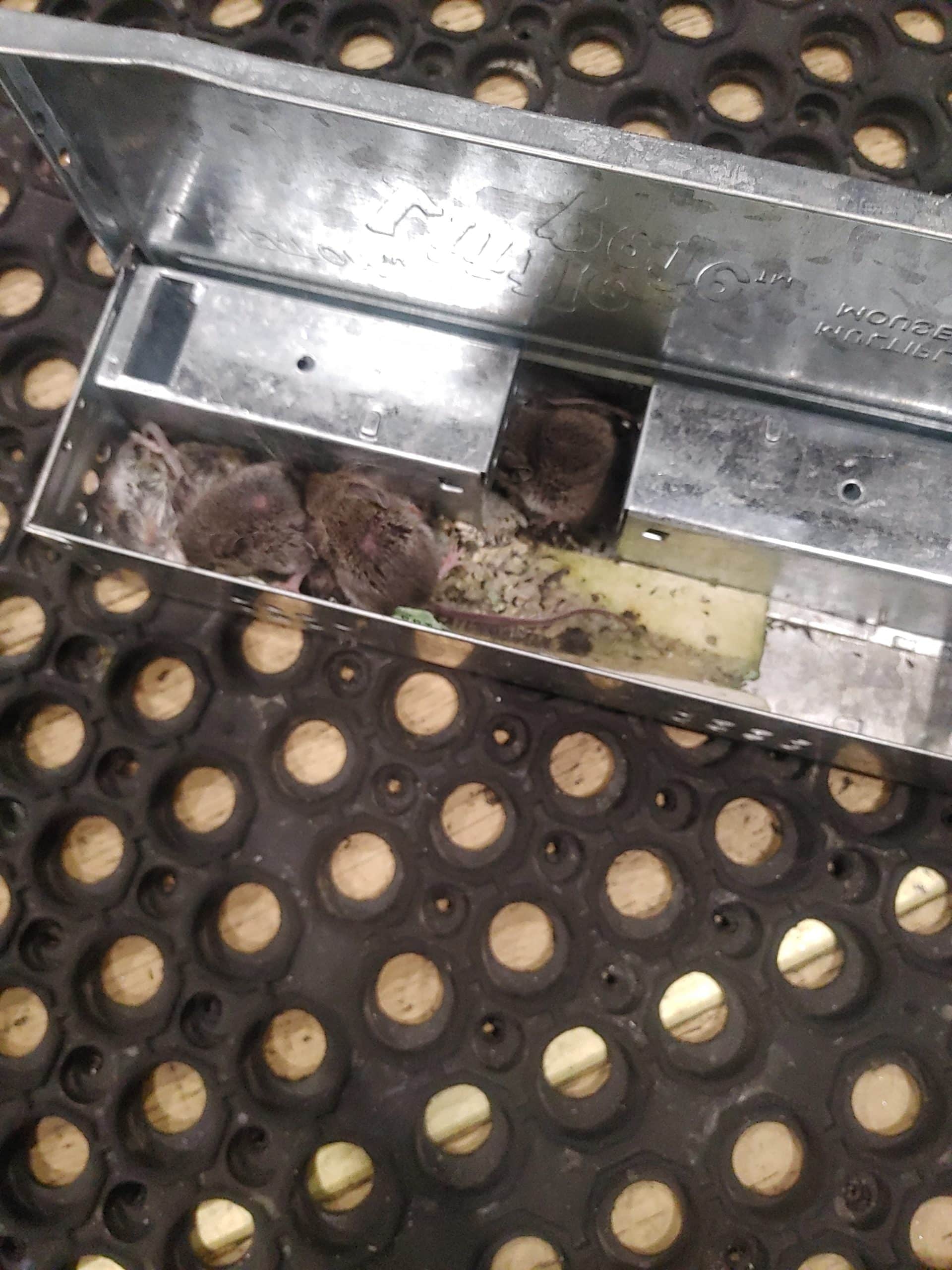 Mice in the kitchen Prevention