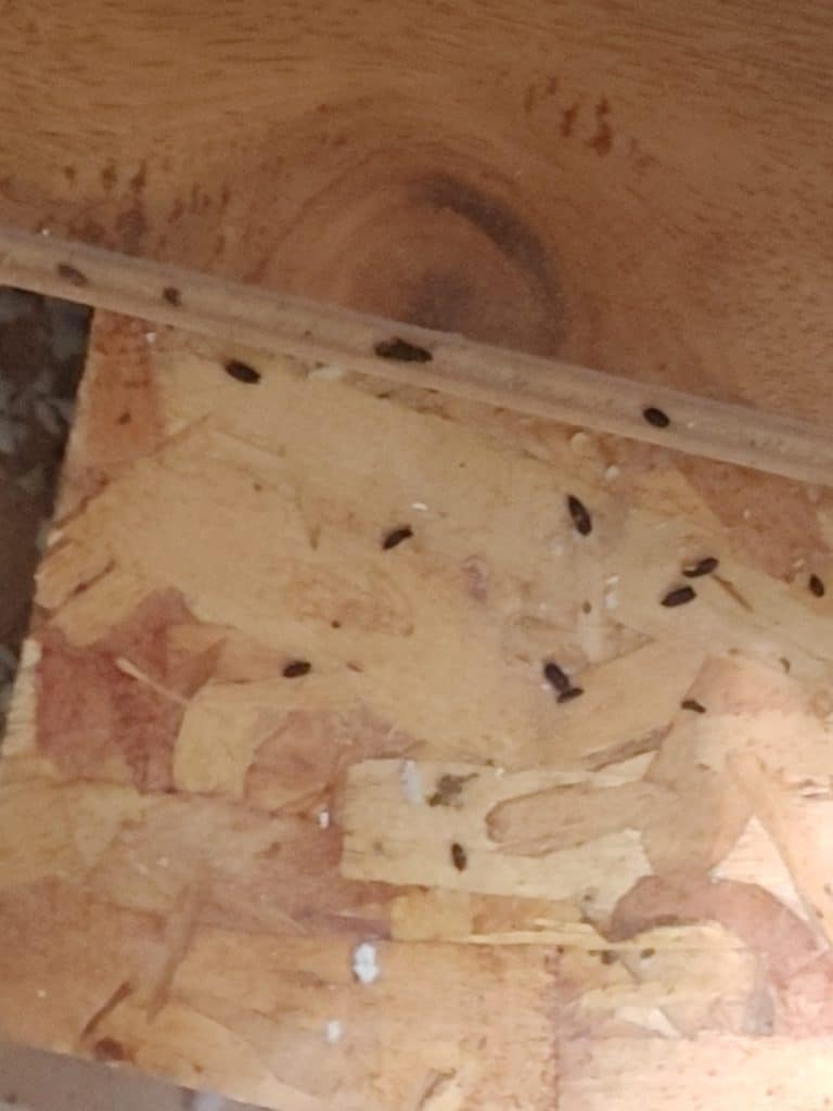 mice dropping on the floor