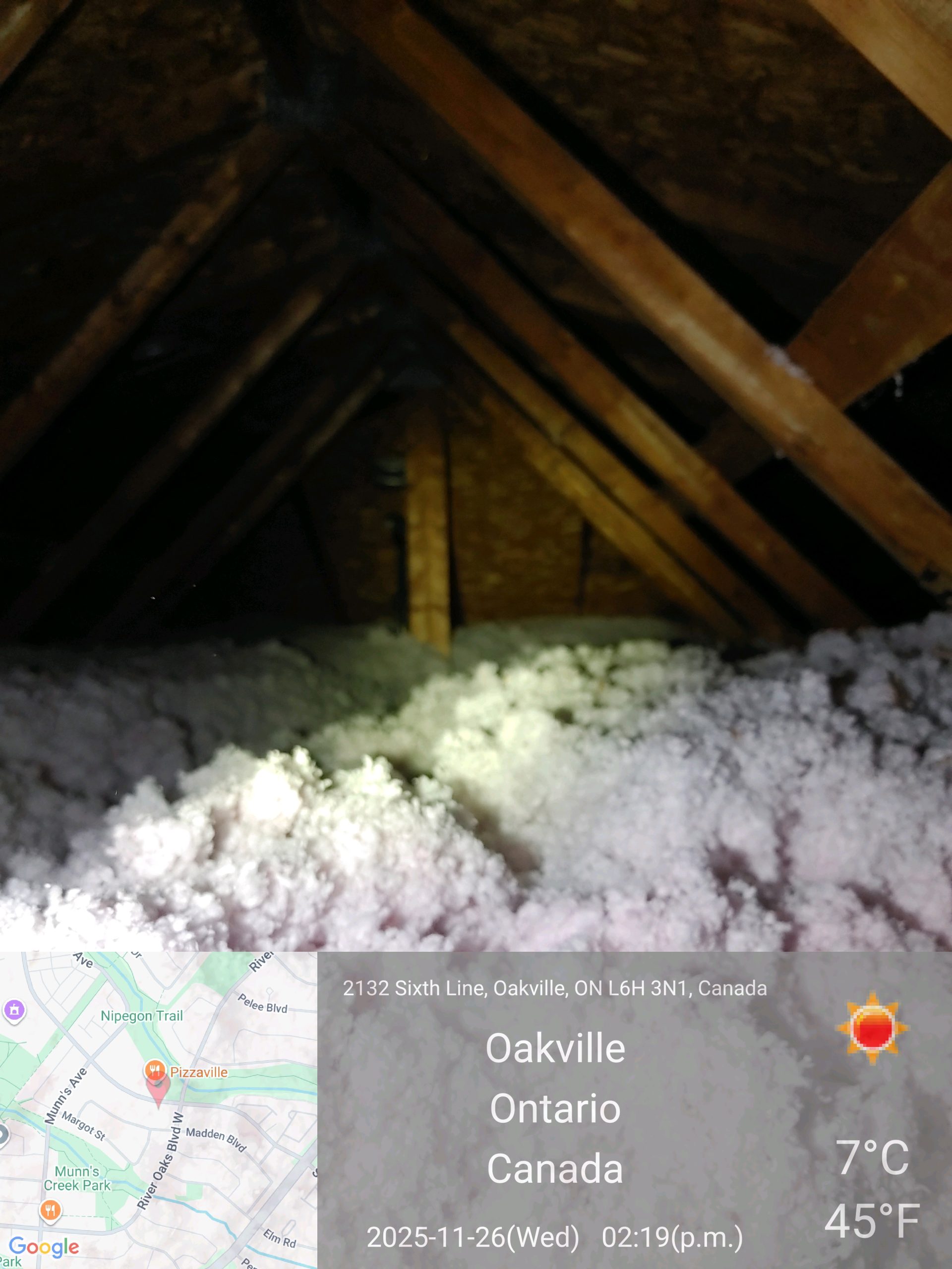 Attic with insulation were mice hide