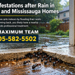 Ant Infestations After Rain in Milton and Mississauga Homes 905-582-5502