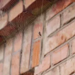 Spider web in garage corner — spider control in Oakville and Hamilton