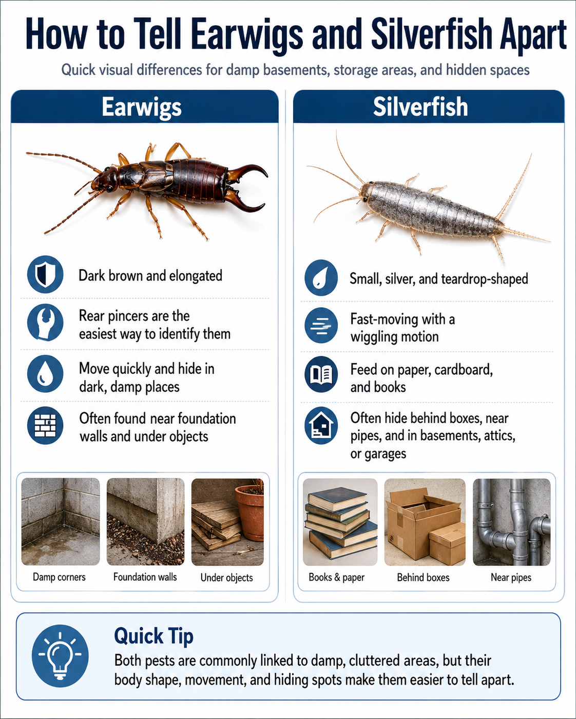 Comparing earwigs and silverfish pests