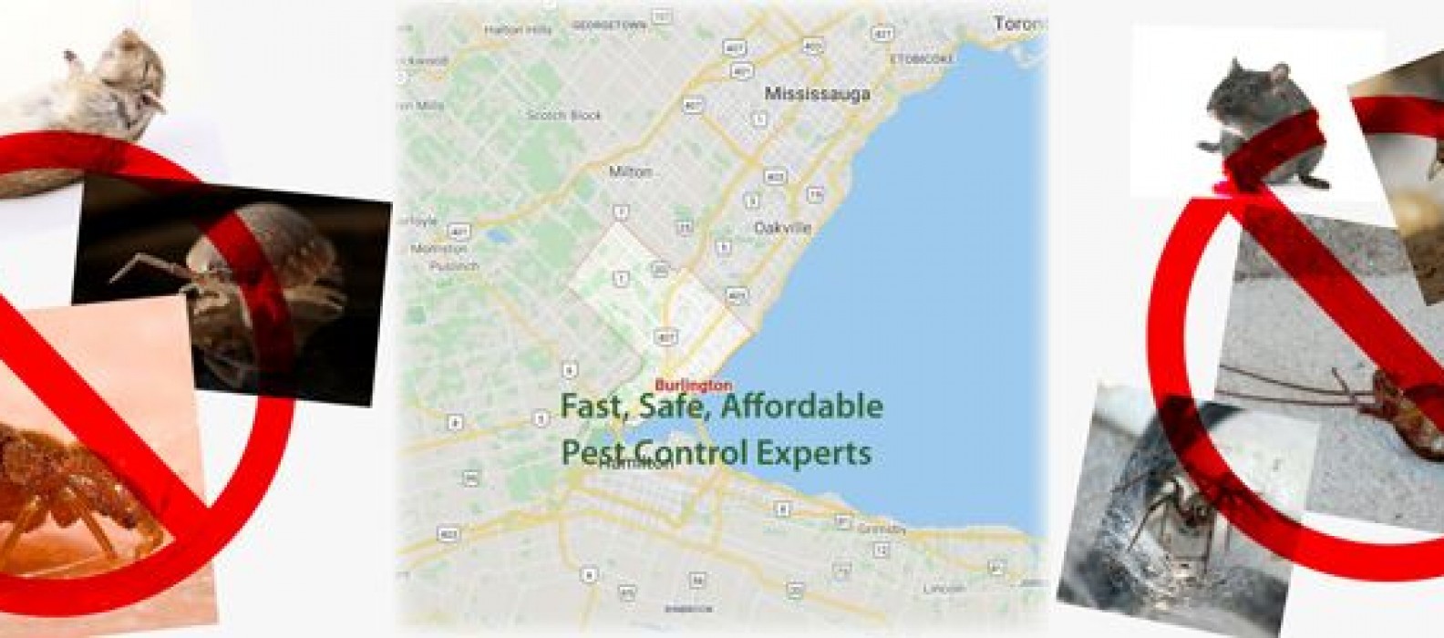 Burlington Ontario Pest Control Maximum Pest Control Services